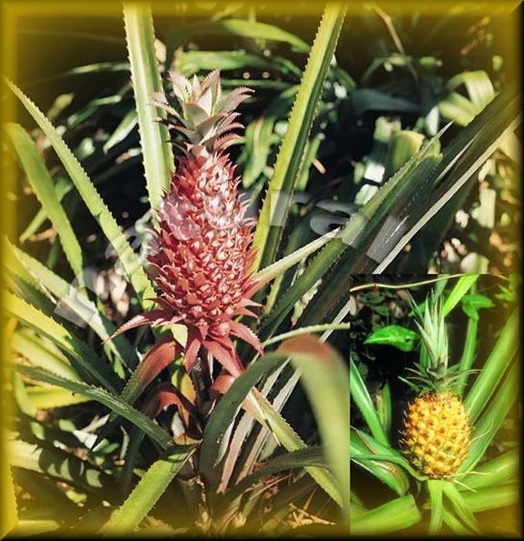 ananas